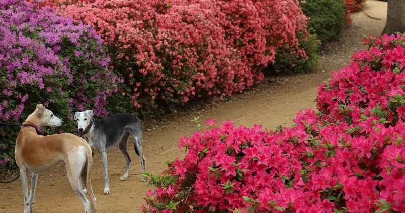 Planting a garden? Skip these plants toxic to dogs