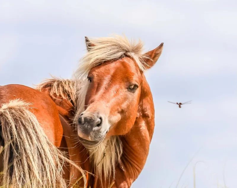 Volunteer Pony Patrollers protect public, Carteret wild horses