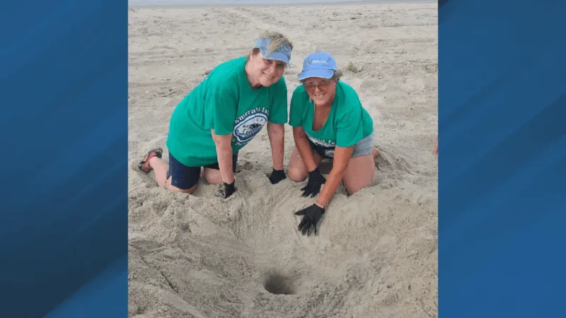 Emerald Isle Sea Turtle Patrol celebrates new logger head nests found over the weekend