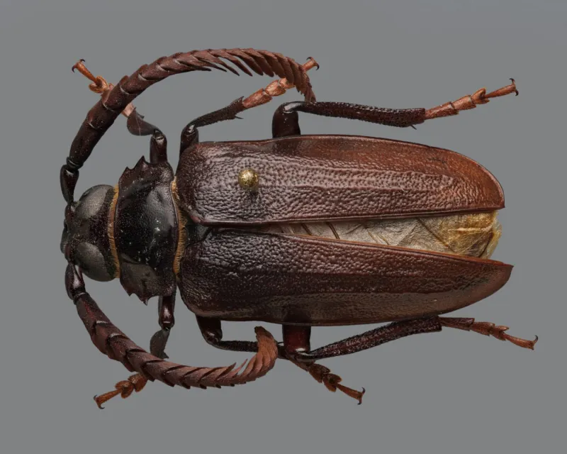 Scientists identify 'mystery beetle' attacking blueberry farms across North Carolina