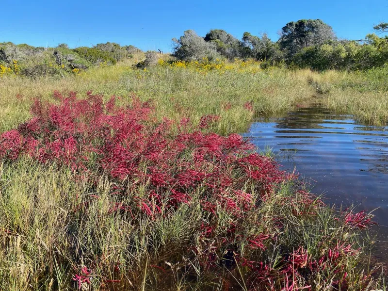 Apply now to serve on a coastal reserve advisory committee