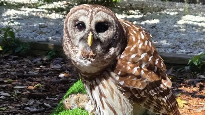 Outer Banks Wildlife Shelter seeks donations to feed hungry young owls and hawks