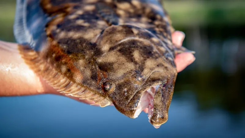 Sept. 1-14 is recreational flounder season for all NC waters