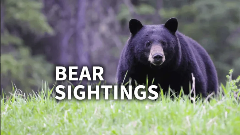 Swansboro police issue alert after bear spotted in the area
