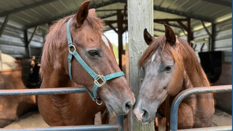 Rescue benefit horse show returns to Arapahoe this Saturday