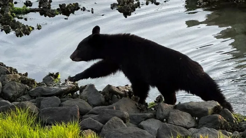 Rare black bear sightings on Bogue Banks after crossing from mainland