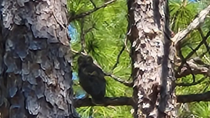Three rehabilitated great horned owls return to the wild on the Outer Banks