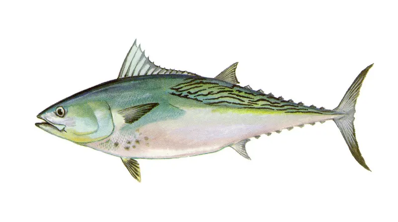 New fisheries rules, amendments now in effect