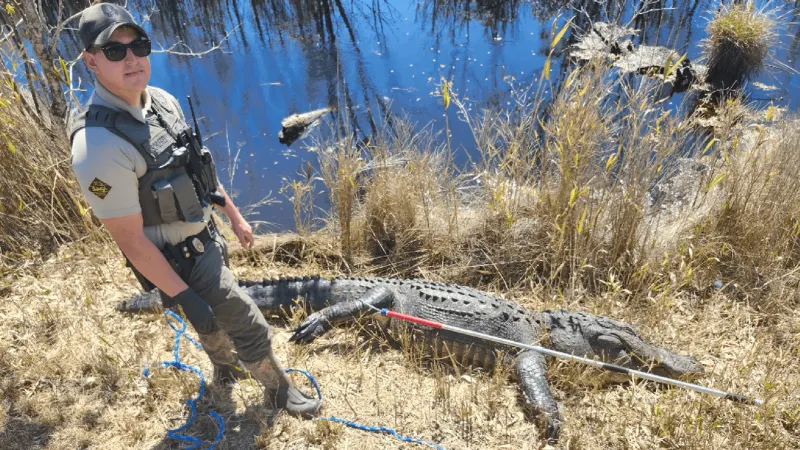 Dare County resident pleads guilty in Highway 264 killing of 12-foot alligator