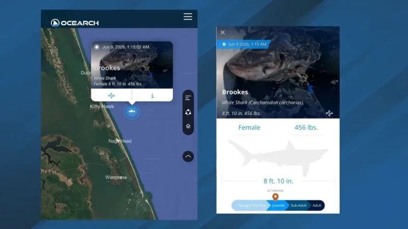 OCEARCH tracker shows tagged shark Brookes pinging just off the North Carolina coast