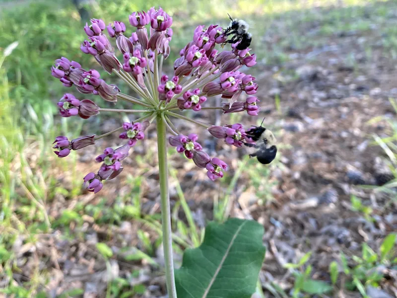 Turn unused space into Butterfly Highway, Pollinator Pit Stop