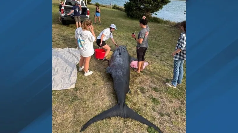 Tournament-caught blue marlin is giving scientists a rare look at a top ocean predator