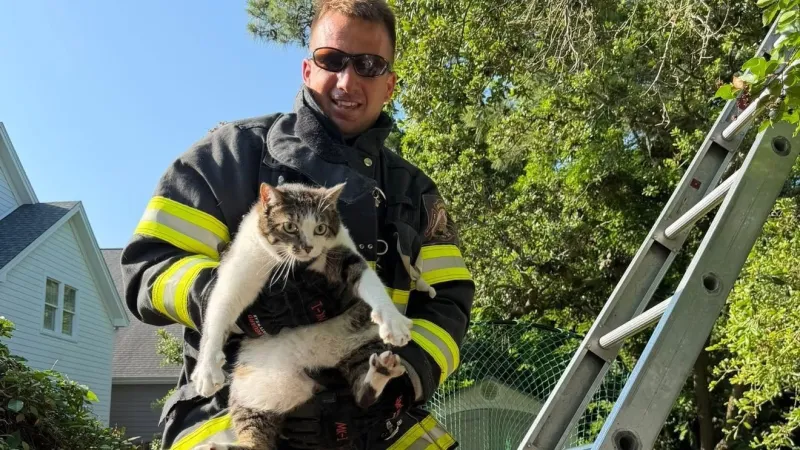 Walk the Line, not the limbs: Beaufort firefighters rescue cat named Johnny Cash