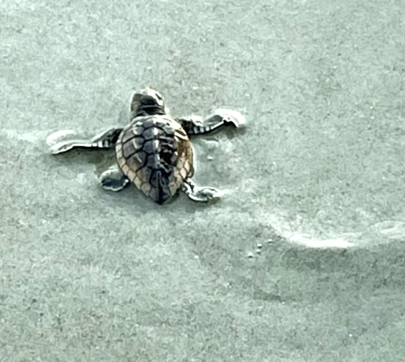 Outer Banks Forever opens 'Adopt a Sea Turtle Nest' program