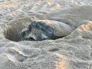 NPS seeks volunteer sea turtle nest-sitters