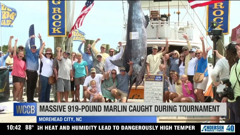 Massive 919-pound marlin caught during NC tournament