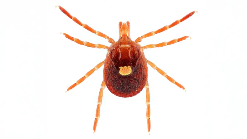 What to Know About Tick-Borne Alpha-Gal Syndrome
