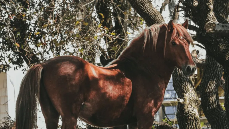Outer Banks wild stallion Surfer dies after fatal kick, Corolla Wild Horse Fund says