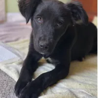 Found Dog, Black Shepherd Mix Puppy in Jackson Springs