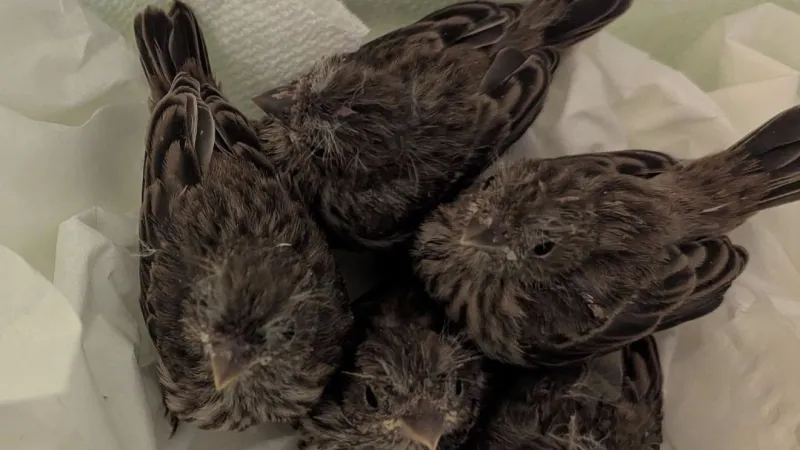 OWLS in Newport cares for dozens of young birds daily, seeking paper towels and tissues