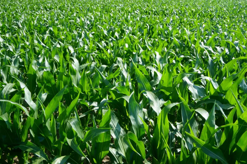Microbial partners may help plants respond to higher temperatures