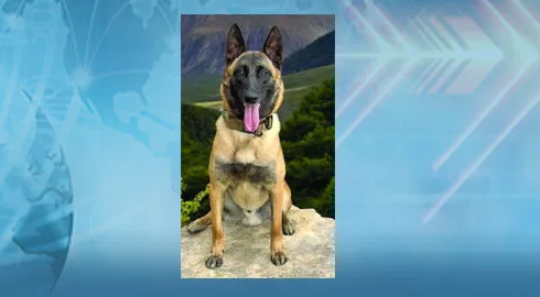 Police K9 Max Medically Retired