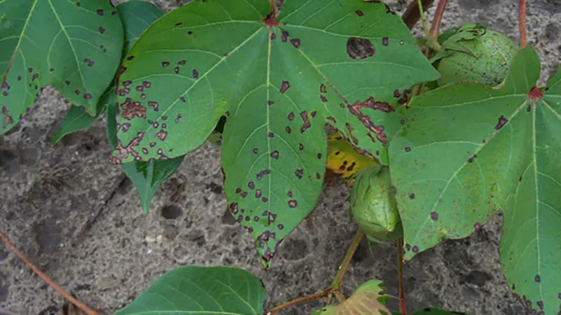 Mapping Cotton Bacterial Blight Resistance