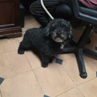 Found Dog, Black Poodle Mix in Carthage