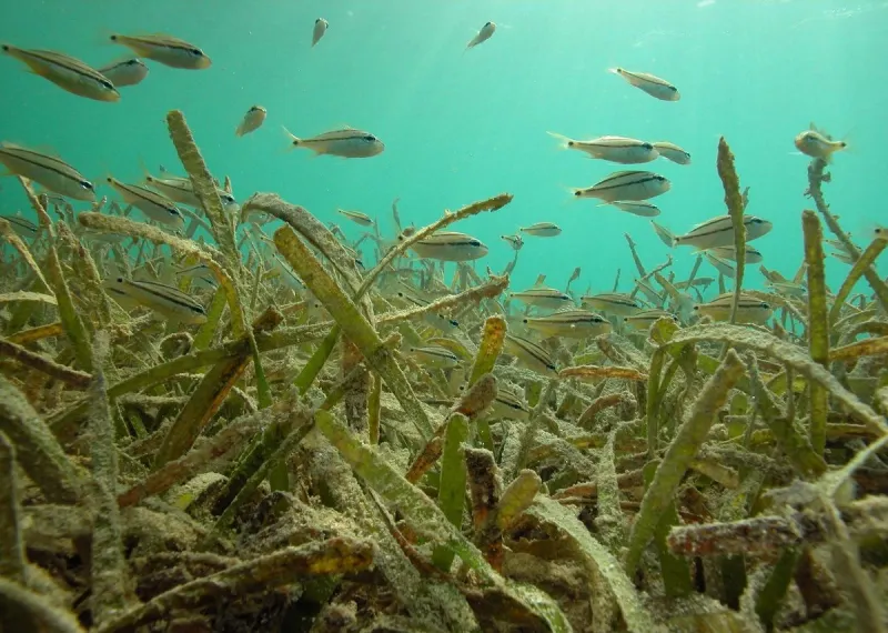 Committee to discuss draft habitat plan, seagrass formula