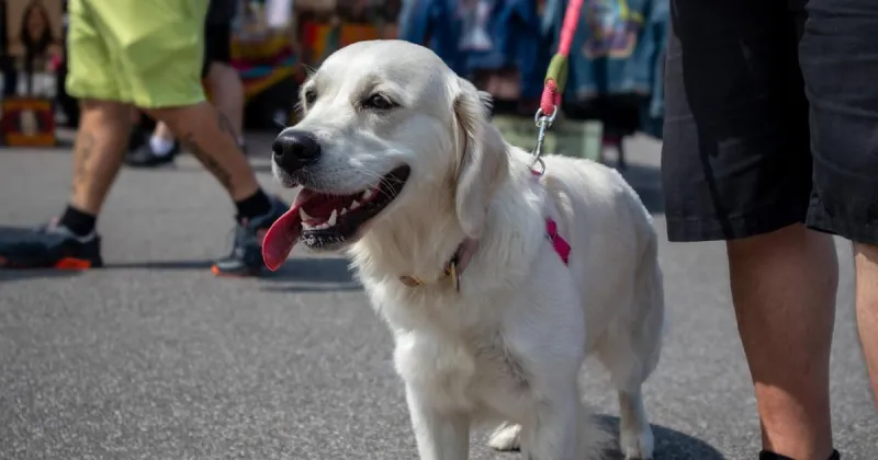 From festival dogs to adventure cats, here are some summer pet safety tips