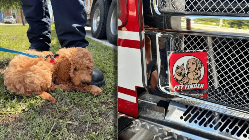 Service dog Coco visits Beaufort Fire Department for training