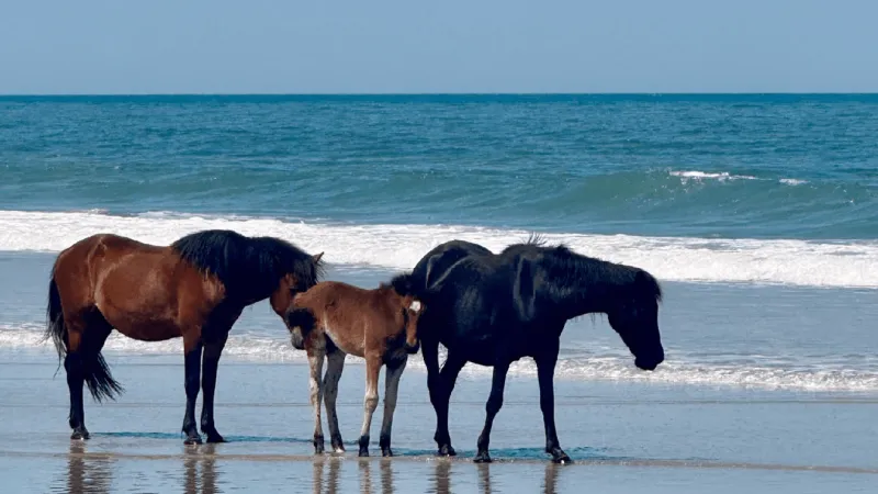 Wild horse foal frees itself after becoming entangled in fence on Corolla Beach