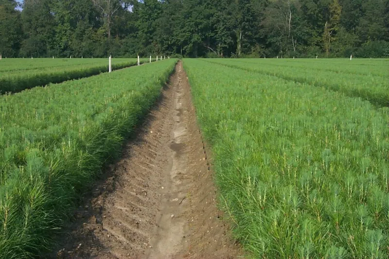NC Forest Service's annual tree seedling sale to begin July 1
