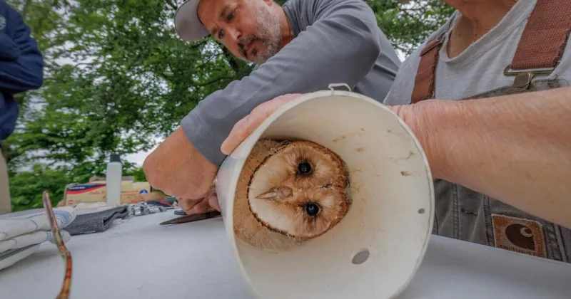Adolescent owls in NC attract international following through live cam. You can watch, too