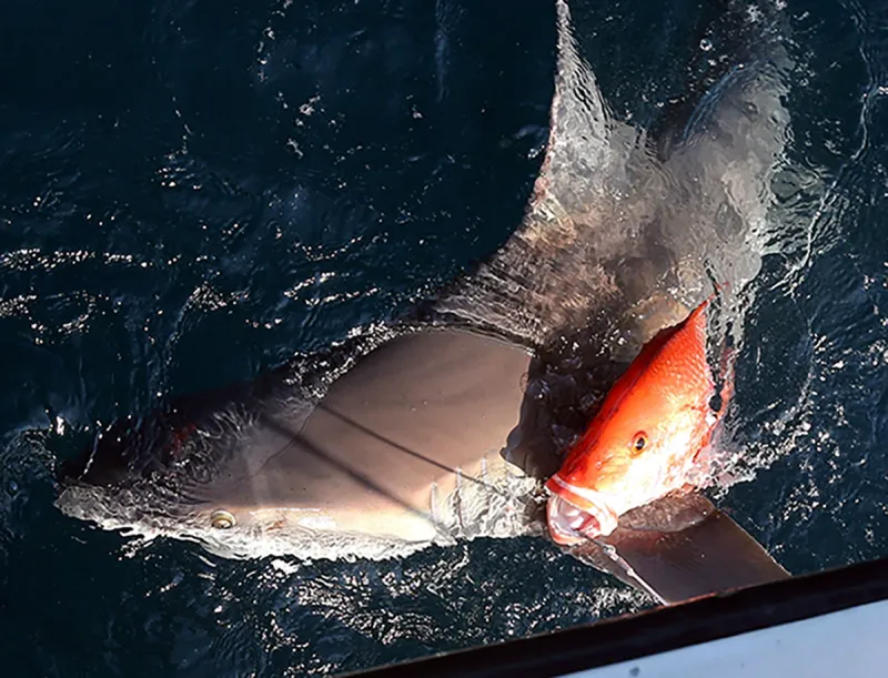 Shark depredation isn't new, but widely seen as modern issue