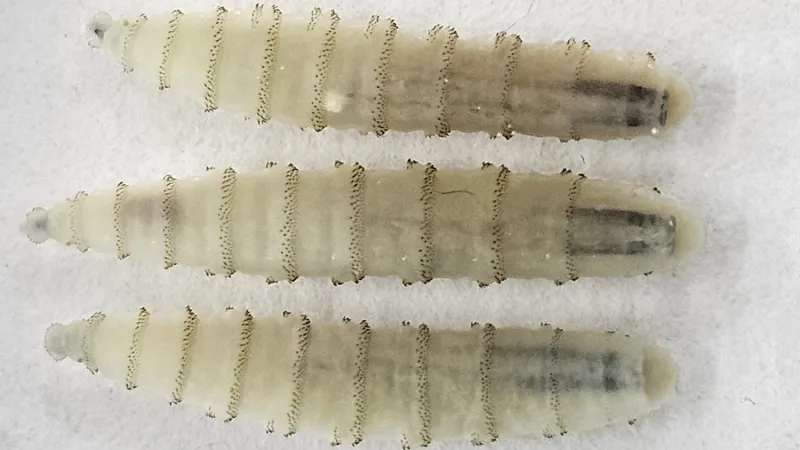USDA Taps NC State Experts to Bolster New World Screwworm Response