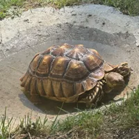 Lost Pet, Tortoise in Cameron