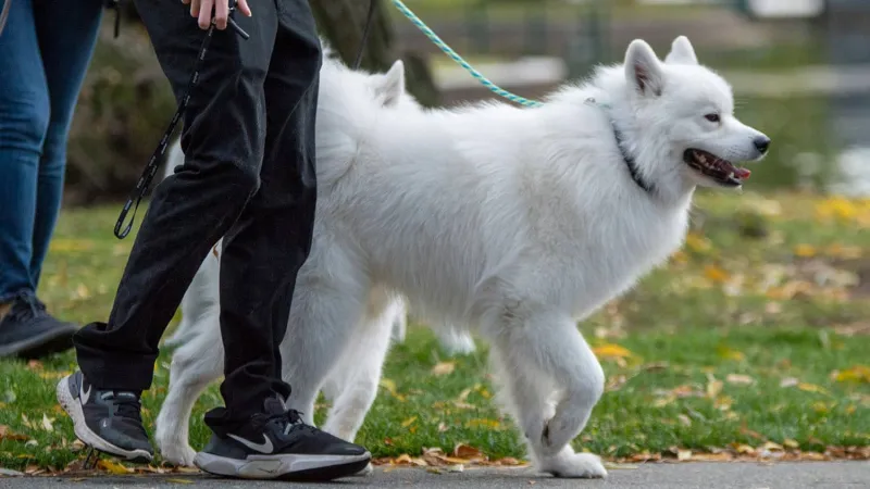 Stride Length is Marker for Cognitive Decline in Dogs