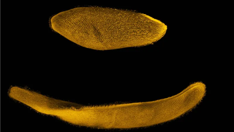 This Tiny Organism Contracts 200 Times Faster Than We Can Blink. Here's How.