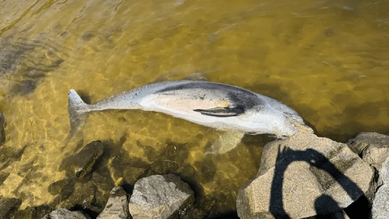NC Aquarium stranding team urges anglers to secure gear after dolphin death in Carteret Co