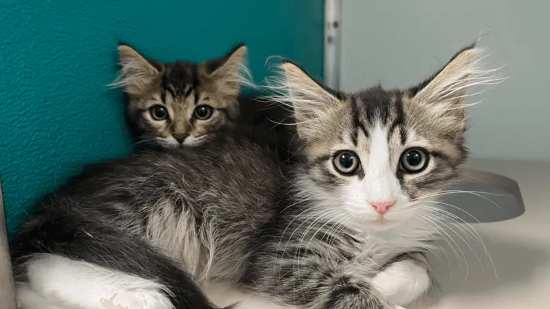 Onslow County Animal Services explains TNVR and its role in managing community cats