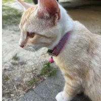 Lost Cat, Light Orange and White Kitten in Cameron