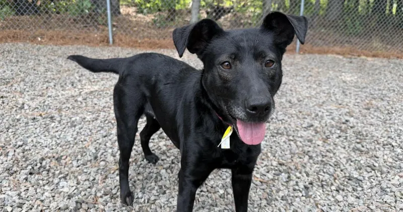 Pet of the Week: Bessie