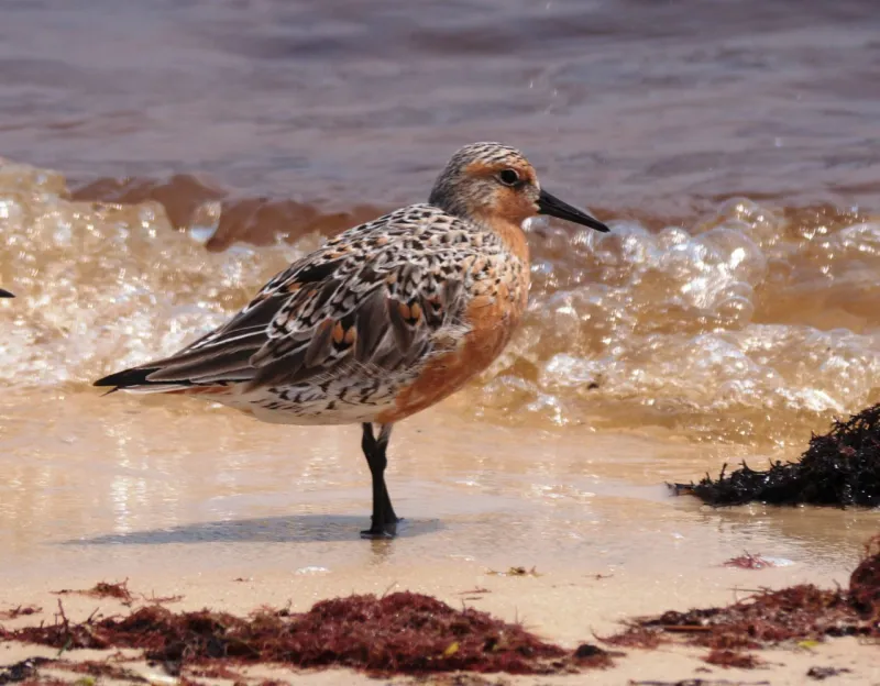 Center to sue over lack of protections for migratory red knots