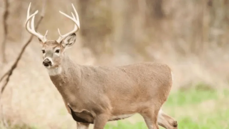 Special early deer season coming to Sampson County