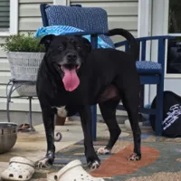 Found Dog, Black Lab/Pit Mix in Pinehurst/Aberdeen area (Linden Road)