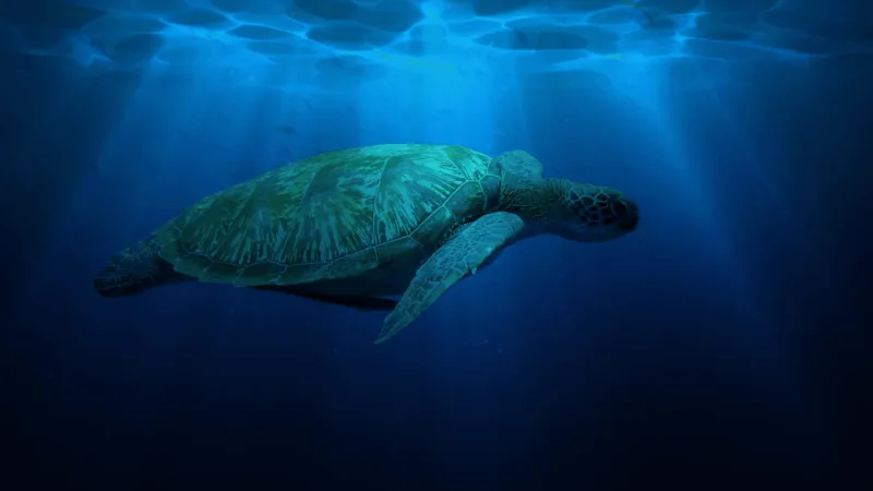 Emerald Isle Sea Turtle Patrol shares holiday weekend reminder for boaters