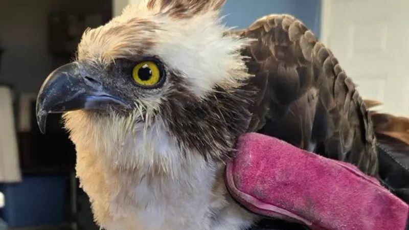 Injured osprey rescued from Newport road, now recovering at OWLS Wildlife Center