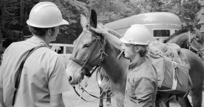 Mule team celebrates 50 years of contribution in Smoky Mountains