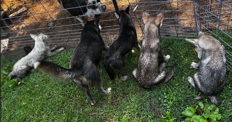 Found Dogs, Female Husky and Four Puppies in Vass